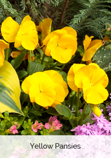 Yellow Pansies