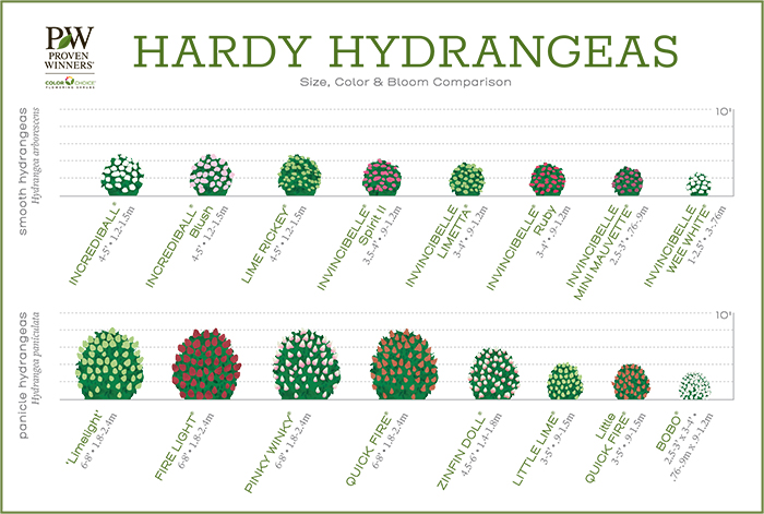 Hydrangea Size Chart