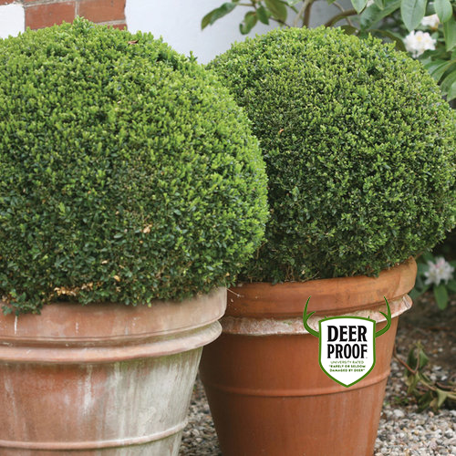 zijde een kopje Conserveermiddel Sprinter® - Boxwood - Buxus microphylla | Proven Winners